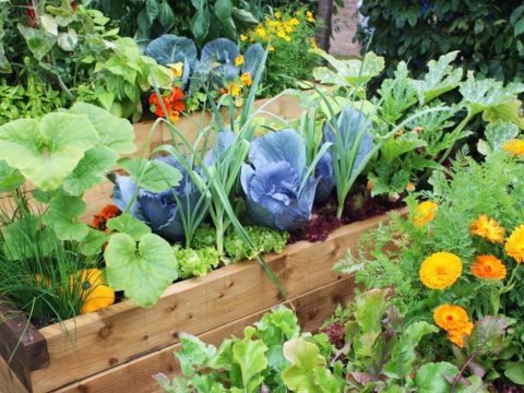 Gardening Group Fruit and veg for gardening session
