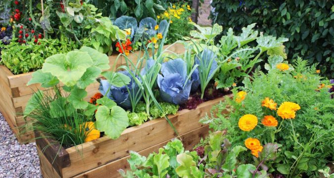 Gardening Group Fruit and veg for gardening session